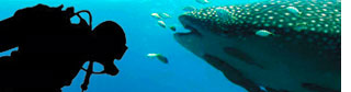 Deep Blue Dive Puerto Escondido