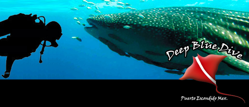 Deep Blue Dive Puerto Escondido